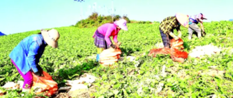 Anh Hoàng Văn Mơi biến vùng biên giới thành điểm sáng nông nghiệp xuất khẩu