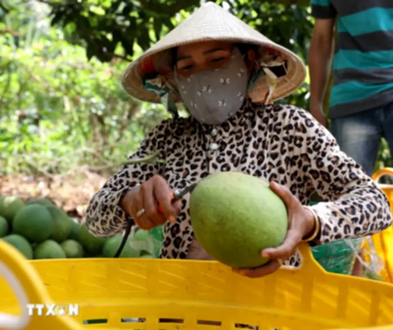 Australia Chính Thức Công Bố Điều Kiện Nhập Khẩu Bưởi Tươi Từ Việt Nam