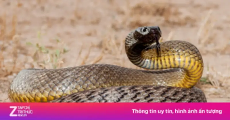 Australia: Vùng đất của những 'sát thủ' độc nhất hành tinh và nguyên nhân tiến hóa