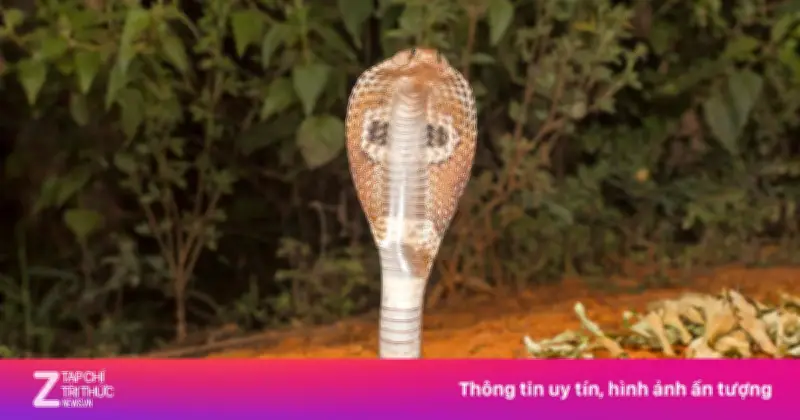 Bé gái 3 tuổi nguy kịch sau vết cắn rắn hổ cực độc, hồi phục kỳ diệu sau 3 ngày