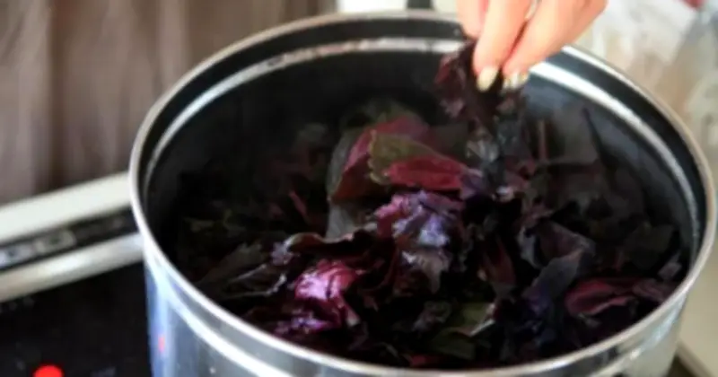 Bí mật lá tía tô: Thức uống 'hồi sinh' được người Nhật tôn sùng