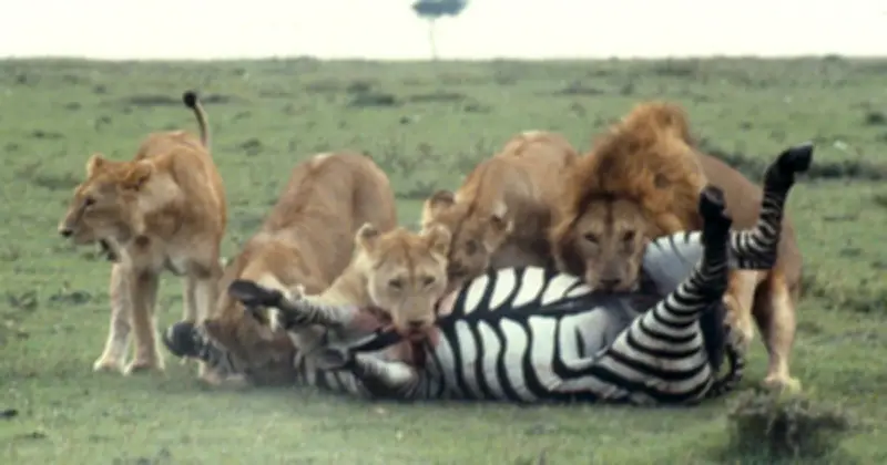 Bí ẩn hơn 100 năm về vằn ngựa vằn: Ngụy trang bị bác bỏ, khoa học chuyển hướng