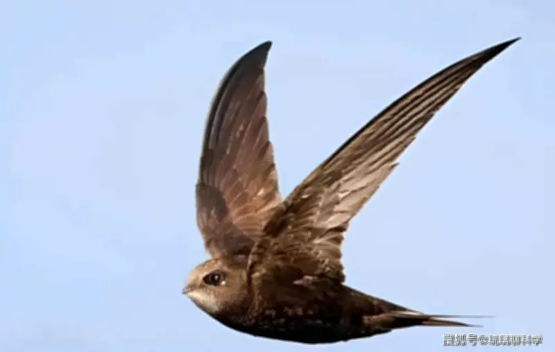 Bí ẩn loài chim bay liên tục 10 tháng không hạ cánh, ngủ trên trời vẫn sinh sản bình thường