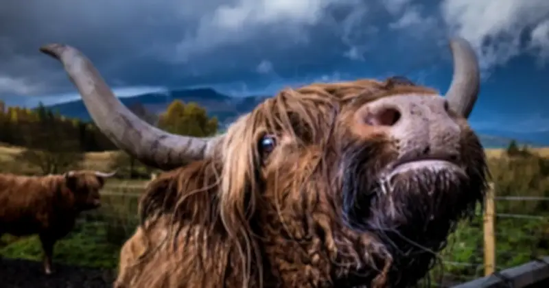 Bí ẩn sinh học: Vì sao bò ăn cỏ vẫn phát triển hàng trăm cân cơ bắp?