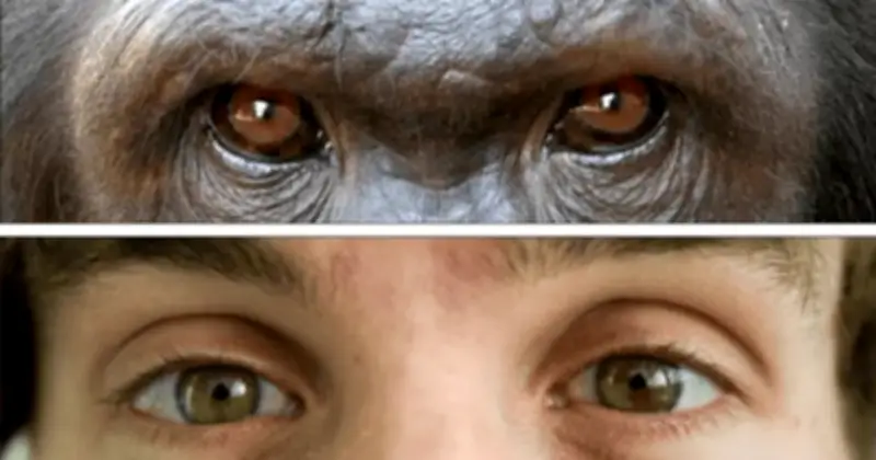 Bí ẩn tiến hóa: Tại sao con người có lòng trắng mắt khác biệt so với loài vượn?