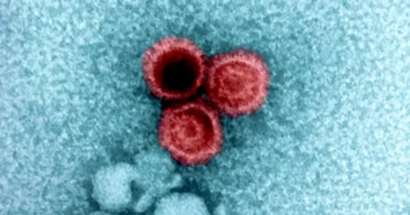 Bí ẩn virus ngủ đông trong cơ thể người: Nghiên cứu Harvard hé lộ mối liên hệ với gen và bệnh hiểm nghèo