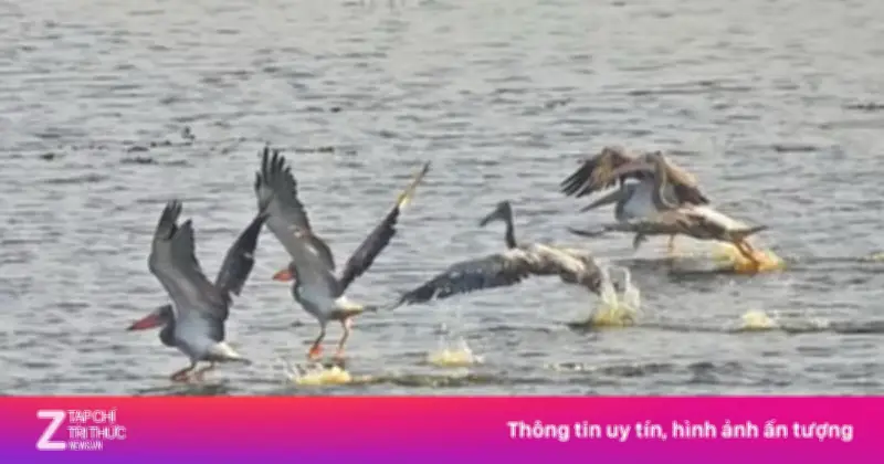 Bồ Nông Chân Xám Quý Hiếm Trở Lại Vườn Quốc Gia Tràm Chim Sau 6 Năm Vắng Bóng