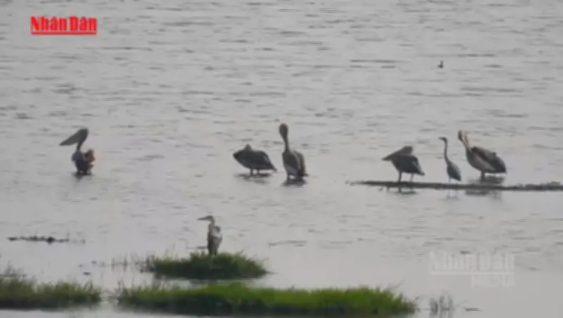 Bồ Nông Chân Xám Quý Hiếm Xuất Hiện, Báo Hiệu Phục Hồi Sinh Thái Tràm Chim