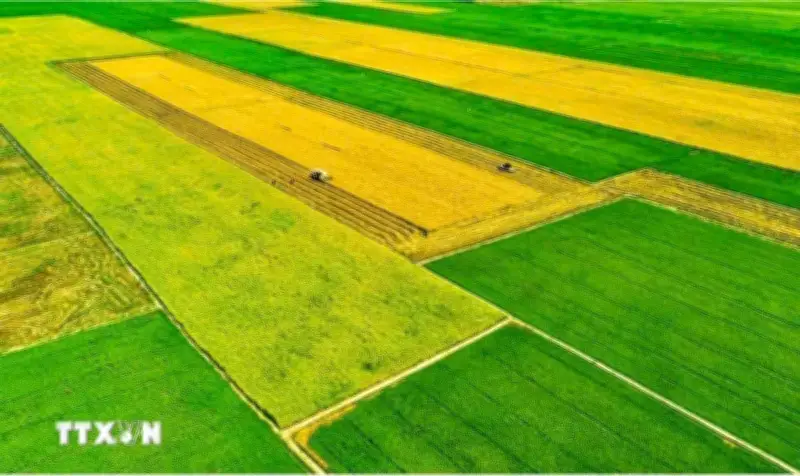 Bộ Nông nghiệp và Môi trường thông tin giá lúa gạo, giải pháp đảm bảo xuất khẩu