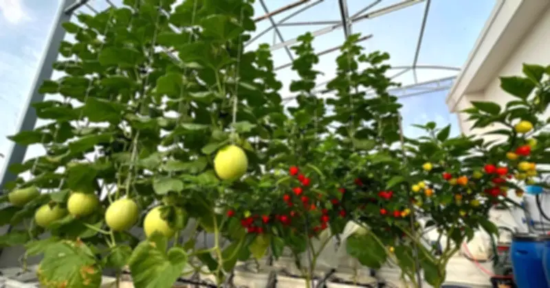 Bí quyết chăm sóc vườn sân thượng mùa nắng nóng từ chuyên gia và nông dân thành phố