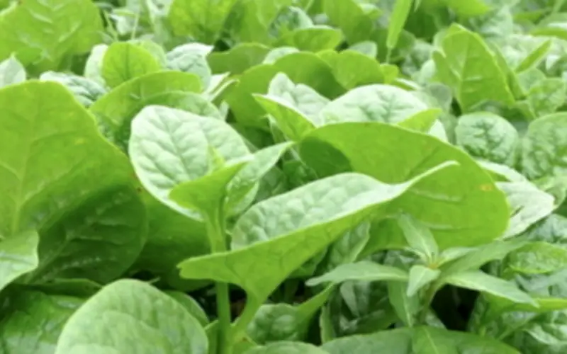 Bị sỏi thận có nên ăn rau mồng tơi không? Chuyên gia giải đáp