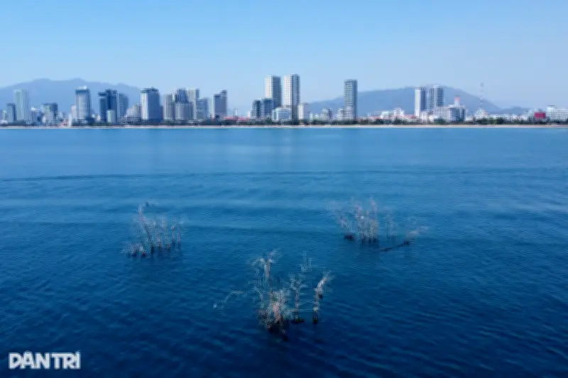 Ba bụi trẻ mọc giữa biển hiện ra sao sau nhiều năm?