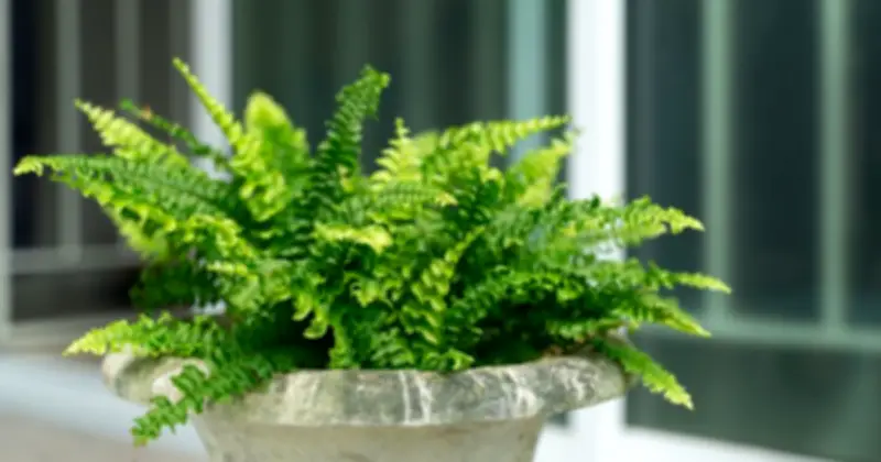 Ba loại cây lý tưởng cho người trên 40 tuổi: Cải thiện sức khỏe và tinh thần