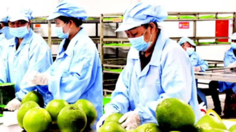 Bưởi Da Xanh Việt Nam Chính Thức Xuất Khẩu Sang Australia: Cơ Hội Và Thách Thức