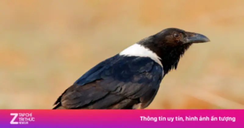 Bài học từ loài quạ: Từ bỏ đúng lúc là chiến lược sinh tồn thông minh