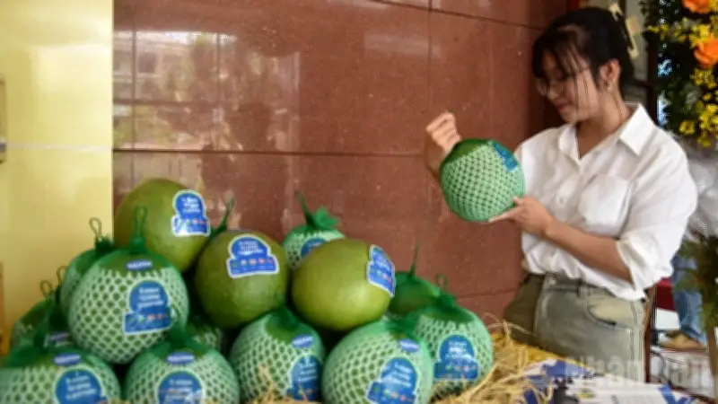 Bưởi Đồng Tháp Chính Thức Xuất Khẩu Sang Australia: Bước Đột Phá Cho Nông Sản Việt