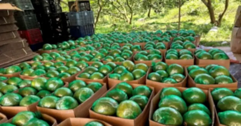 Bưởi Việt Nam tăng tốc xuất khẩu, ký nghị định thư quan trọng với Trung Quốc