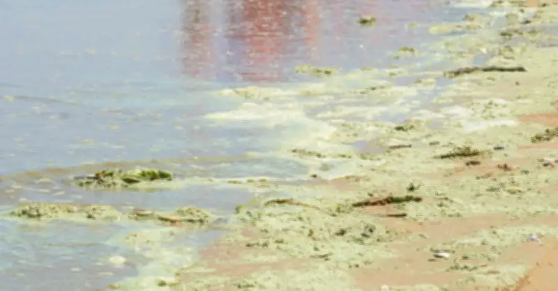 Biển Bà Rịa - Vũng Tàu Chuyển Màu Xanh Matcha, Người Dân E Ngại Không Dám Tắm