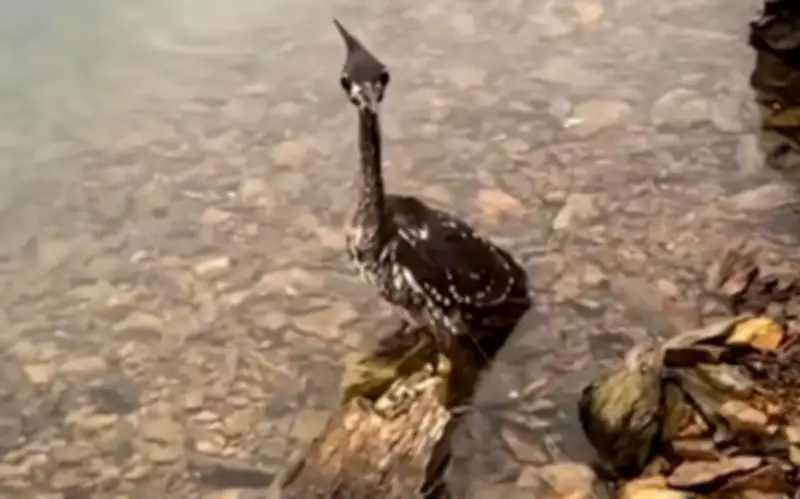 Blogger Chiết Giang giải cứu thành công cò Hải Nam - loài chim bí ẩn nhất thế giới