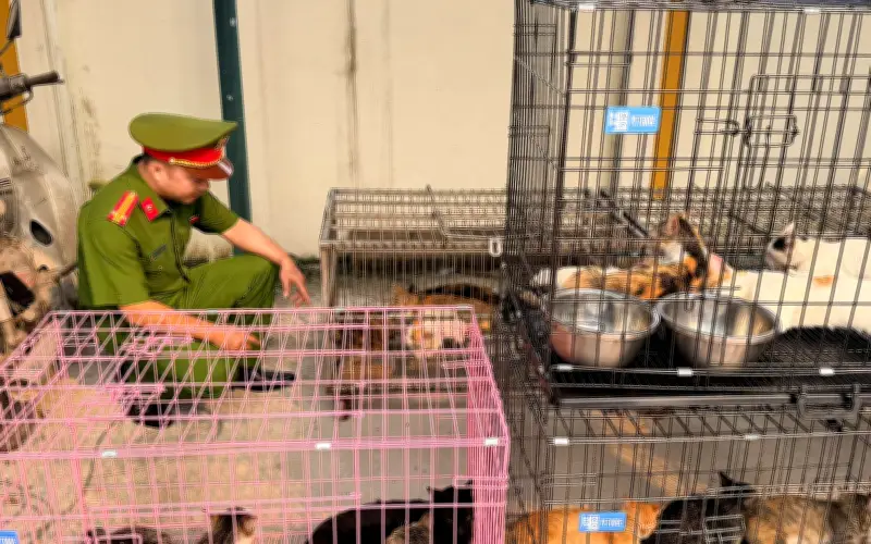 Băng Nhóm Đạo Chích Chuyên Trộm Mèo Hơn 300 Con Trên Địa Bàn Thủ Đô