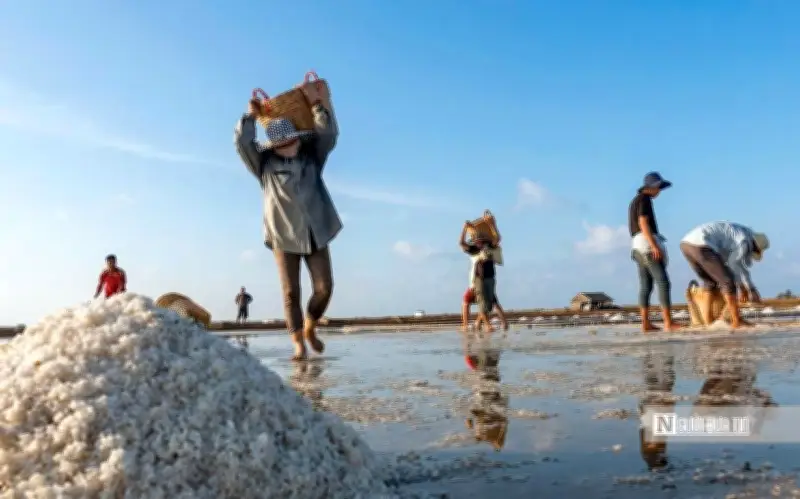 Bình Minh Trên Cánh Đồng Muối Bạc Liêu: Hành Trình Kết Tinh Từ Nắng Và Gió