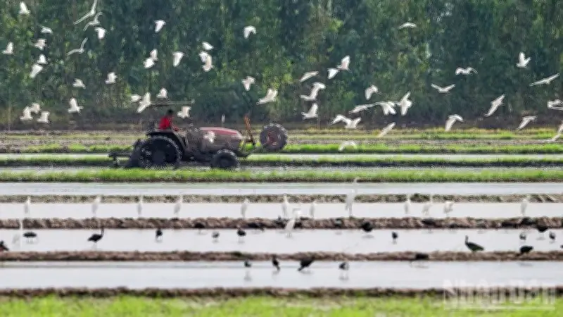 Bảo Tồn Đa Dạng Sinh Học Ngoài Ranh Giới: Thách Thức Và Cơ Hội Cho Đồng Bằng Sông Cửu Long