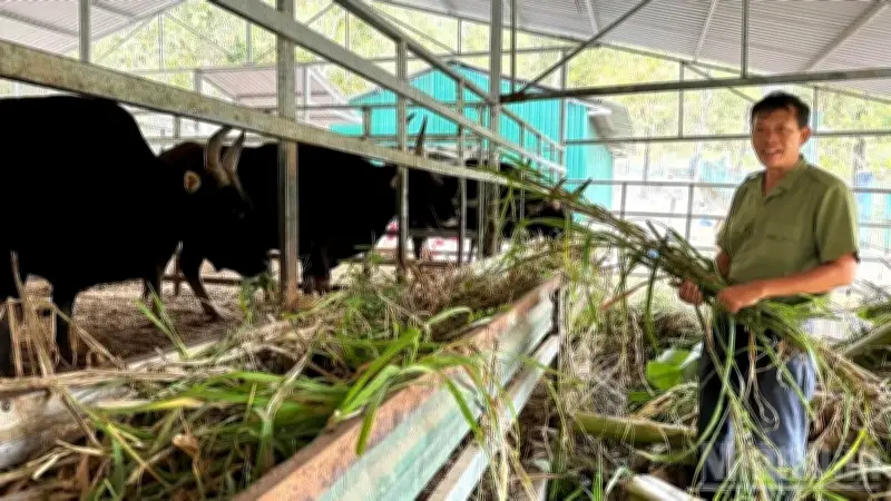 Bảo tồn bò tót lai F1: Thành công thích nghi nhưng vướng rào cản sinh sản