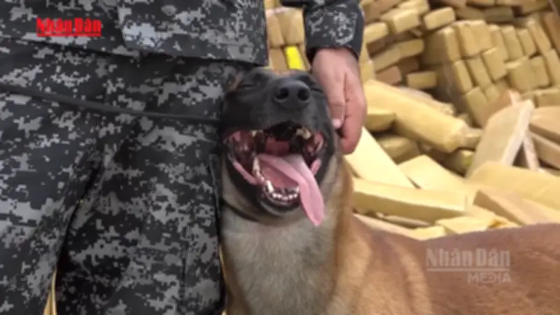 Brazil Thu Giữ Kỷ Lục 48 Tấn Cần Sa Trong Chiến Dịch Tại Rio de Janeiro