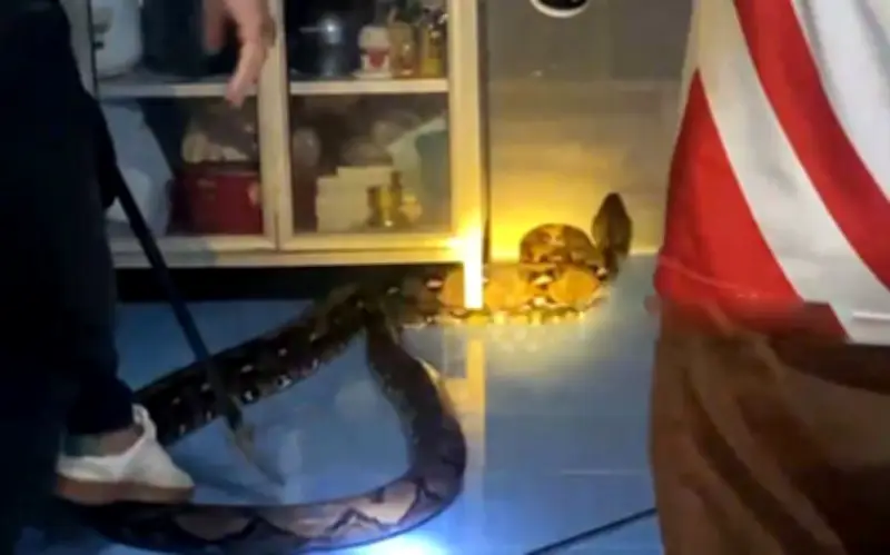 Bắt được trăn khổng lồ dài 4,9 mét trong tủ bếp ở Thái Lan