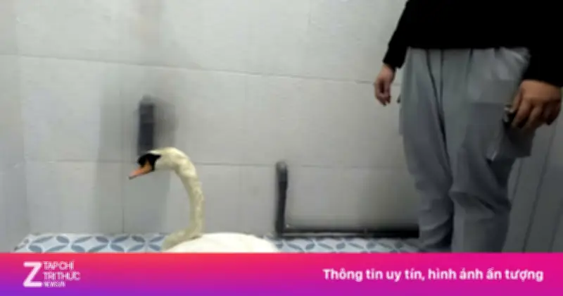 Bắt giữ nghi phạm đột nhập Thảo Cầm Viên Sài Gòn trộm thiên nga trắng