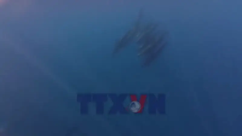 Bất ngờ bắt gặp đàn cá voi khổng lồ 100 con tại vùng biển Phú Quý, Lâm Đồng