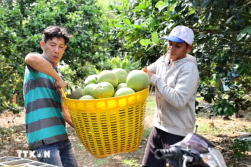 Buổi Đá Xanh Sông Xoài Hướng Đến Mục Tiêu Xuất Khẩu 5.000 Tấn