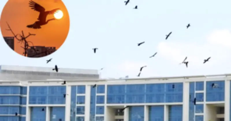 Bầy Chim Cổ Rắn Quý Hiếm Bay Lượn Giữa Lòng Đô Thị Phú Mỹ Hưng TP.HCM