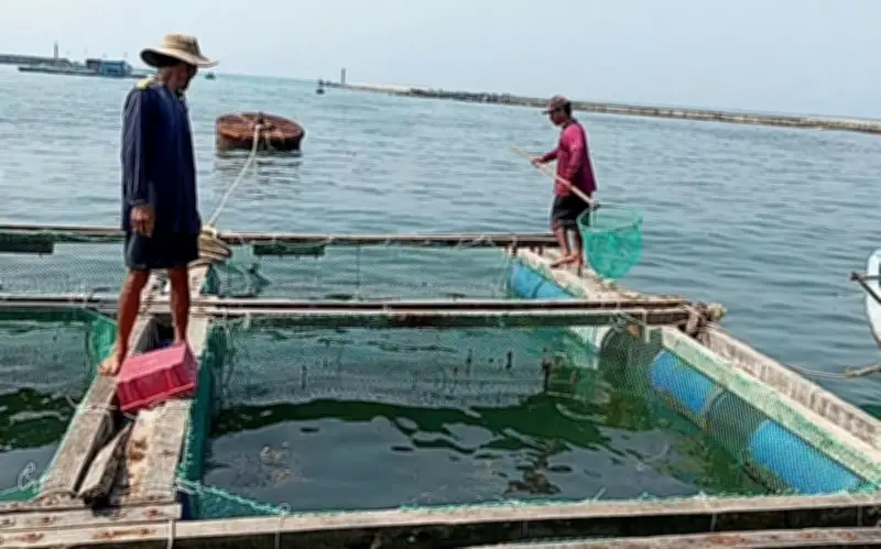 Cá bớp Lý Sơn chết hàng loạt: Vi khuẩn vượt ngưỡng, môi trường thiếu oxy trầm trọng