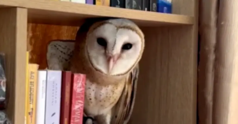 Cô gái giải oan chim cú lợn: Từ cứu hộ đến xóa bỏ định kiến 'chim xui xẻo'