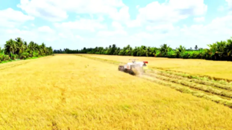 Cà Mau: Lúa được mùa, tôm trúng vụ nhưng nông dân vẫn lao đao vì giá nhiên liệu tăng