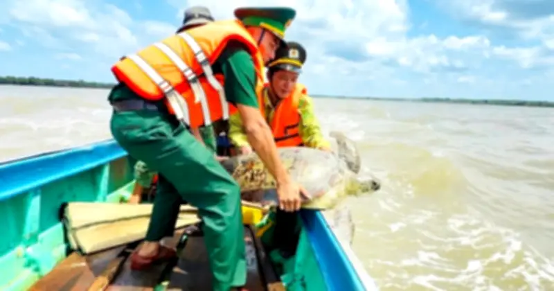 Cà Mau: Ngư dân và lực lượng chức năng cứu hộ, thả về biển cá thể vích quý hiếm nặng 60 kg