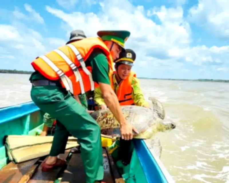 Cà Mau thả cá thể vích quý hiếm nặng 60kg về đại dương