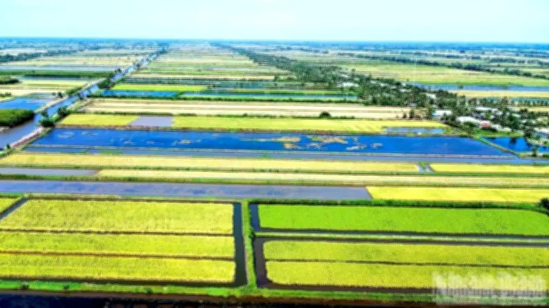 Cà Mau viết lại câu chuyện hạt gạo: Từ chất lượng đến phát triển bền vững