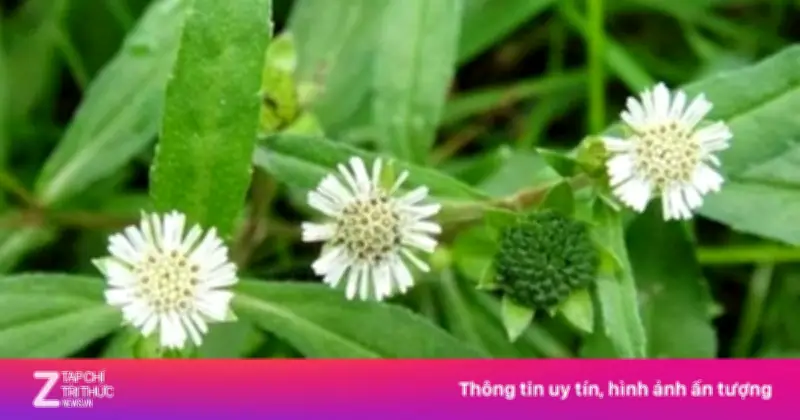 Cỏ Mực - 'Cây Thuốc Quý' Mọc Hoang Đầy Vườn Với Nhiều Công Dụng Chữa Bệnh