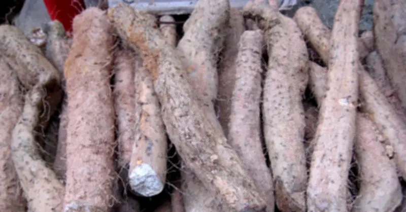 Củ Mài - Dược Liệu Quý Bổ Tỳ Vị, Hỗ Trợ Tiêu Hóa Hiệu Quả