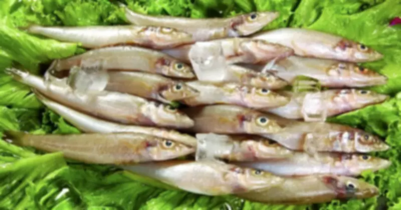 Cá mòi - Siêu thực phẩm bình dân phòng ung thư đại trực tràng