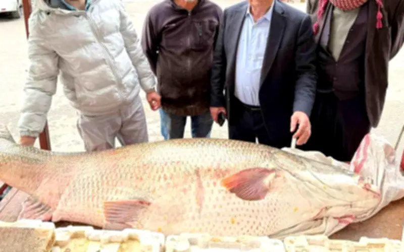 Cá măng khổng lồ 120 kg gây sốt ở Thổ Nhĩ Kỳ, bán hết trong vài giờ