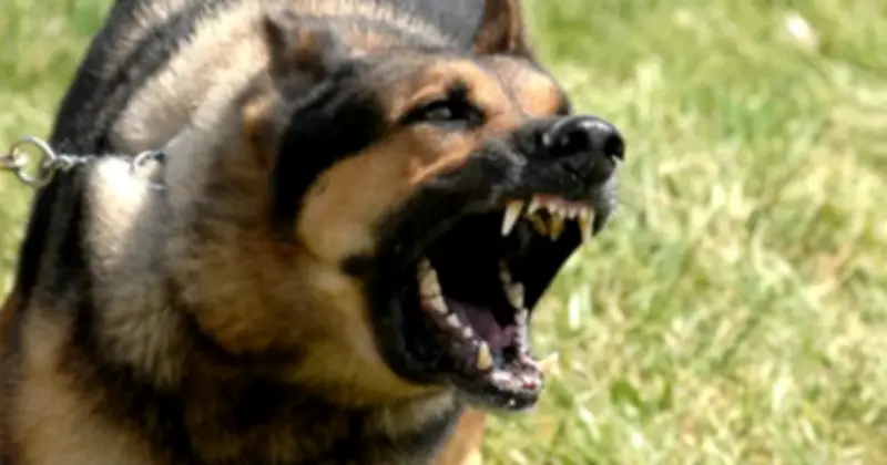 Cụ ông 83 tuổi tử vong sau khi bị chó becgie nhà nuôi từ nhỏ tấn công