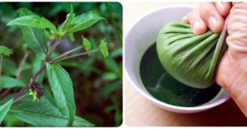 Cỏ Nhọ Nồi: Dược Liệu Quý Với Nhiều Công Dụng Chữa Bệnh Được Khoa Học Chứng Minh