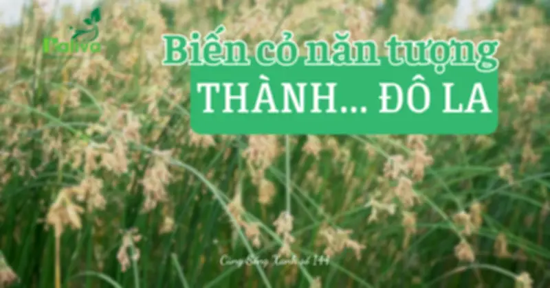 Cỏ Năn Tượng: Từ Cây Hoang Dại Đến Cơ Hội Sinh Kế Bền Vững Ở Đồng Bằng Sông Cửu Long