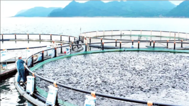 Cá rô phi Việt Nam bứt phá xuất khẩu, hướng tới trụ cột thứ ba ngành thủy sản