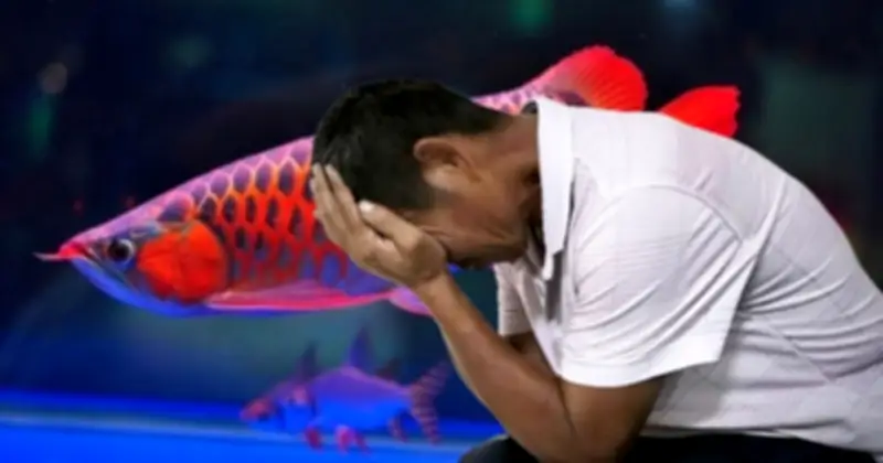 Cá Rồng Đỏ 170 Triệu Chết Vì Thay Nước, Chủ Kiện Đòi Bồi Thường 290 Triệu