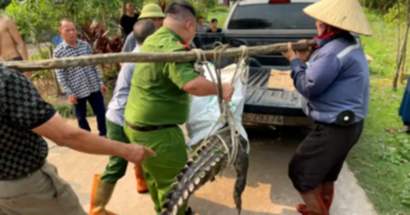 Cá sấu lớn xuất hiện gần khu dân cư ở Quảng Ninh, lực lượng chức năng khẩn cấp vây bắt