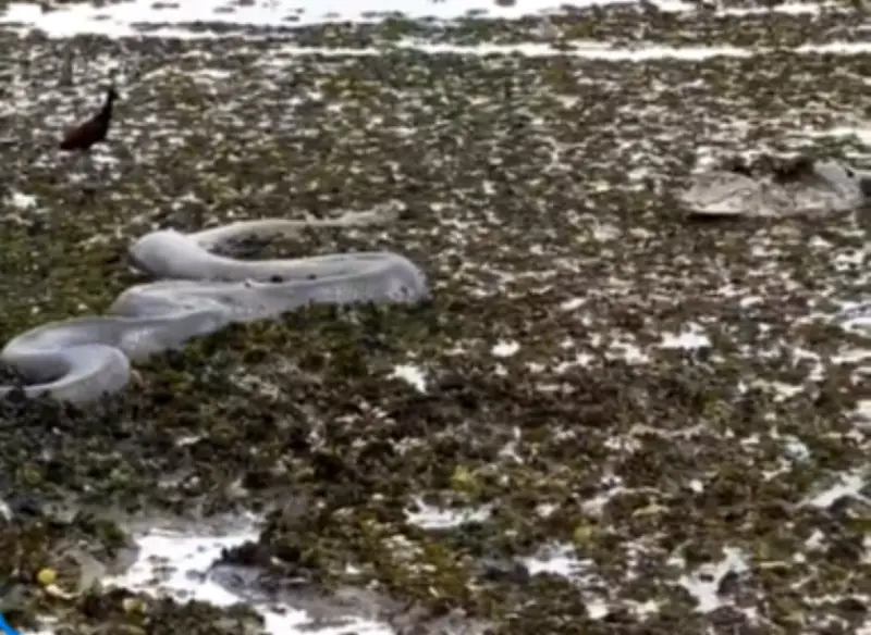 Cá sấu tìm đường chạy trốn khi đối mặt với trăn khổng lồ trong cuộc chiến sinh tồn